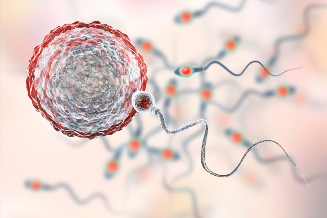 donor sperm, egg (1)