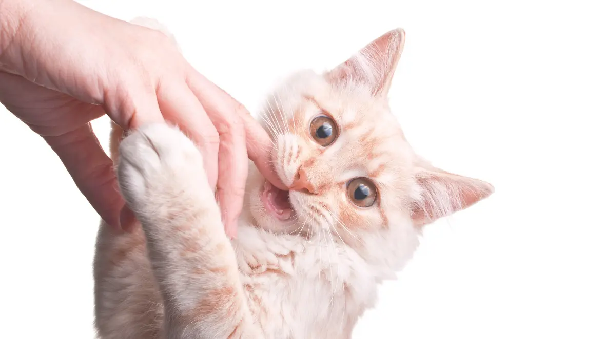 Dog and Cat Bites