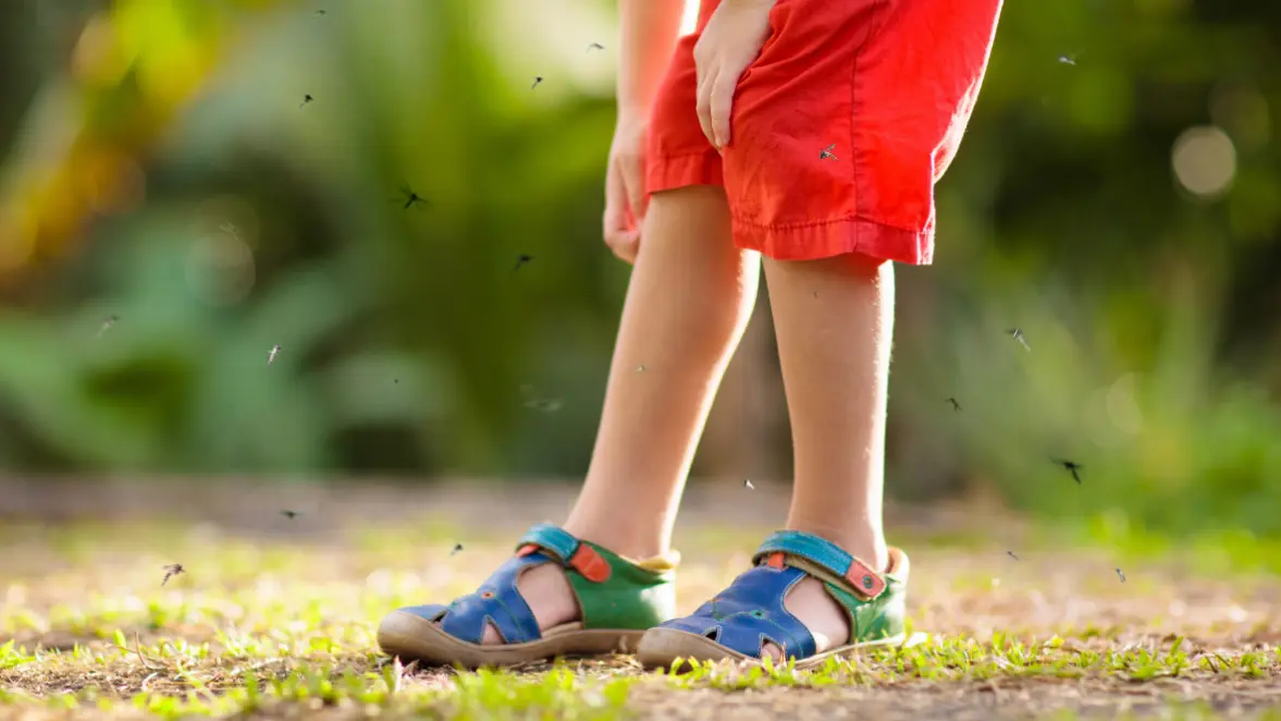 Insect Safety