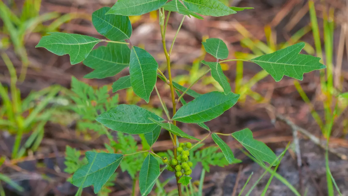 Poison Ivy, Oak & Sumac